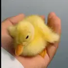 بط أليف
