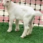 قزمي نوع خاص فاخر مبيوع الله يبارك
