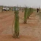 يوجد لدينا جميع انواع النخيل المثمرة والزينه جده مكه طايف