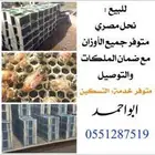 بسم الله بداية استيراد النحل المصري على سمره تهامه