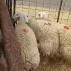 للبيع غنم ثنوات وجذعة حيب مغلقات ظهورهن واطرافهن