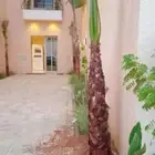 نخل واشنطونيا وعربي