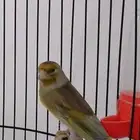 بندوق حسون تغريد حامي طفره(تم البيع)