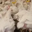 انا مشرف ومربي دواجن خبره عاليه اكثر من 15 سنه ابحث عن عمل