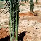 غراسه النخيل توريد وغرس جميع انواع النخيل تبوك