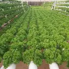 مهندس استشارى خبير بالبيوت المحميه