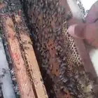 عدد170 خليه حديثه للبيع نحل بلدي
