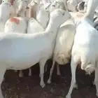 اعرض لكم ضأن رفيدي ماشاءالله تبارك الله
