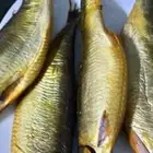 رنجه فاخره
