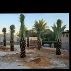 يوجد لدينا جميع انواع انخيل المثمره والمقاسات