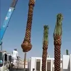 النخيل للبيع جميع انواع النخيل