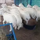 ضحايا حري شامل التوصيل (يوجد معلم مشاوي)
