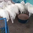 ذبايح للبيع شامل السلخ والتوصيل يوجد مشاوي