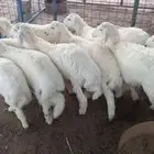 ضحايا حريه وسواكني يوجد خدمة السلخ والتوصيل