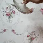 ببغاء روز البينو عيون حمر وهدد(تم البيع)