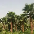 نخيل واشنطونيا ونخيل مثمر