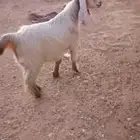 تيس جذع مخصي