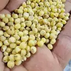 ذره صفرا وشعير