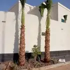 يوجد الدينا نخل وشنطني درجه اولا ابومروحه للبيع