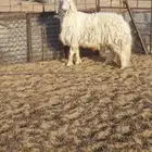 طلي امه عيسيه وابوه حري