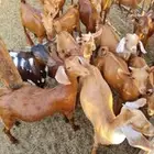 تيوس دهم للبيع وجفار