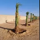 مشالله تبارك الله يوجد لدينا جميع انواع النخيل المثمره وازين