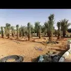 شقراء مرت الغاط جميع انواع النخيل وقلع وغرس تكريب