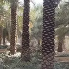 نعم الجميع اشغال النخيل تكريم عربي تكريم هلالي تكريب واشنطن