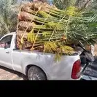 نخل القصيم نخل كفو