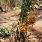 يوجد لدينا جميع أنواع انخيل وجميع المقاسات المختلفه