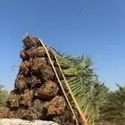 نخل البيع خلاص الموقع الدودمي عفيف