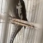 انثى كروان هولندي جاهزه من انتاجي