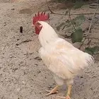 ديوك لوهمان للبيع