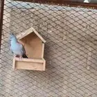 خلخليت