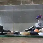 سمكه فايتر سمك زينه حوض سمك