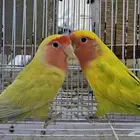 زوج روز الوان مميزة