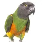 اناثي سنغالي