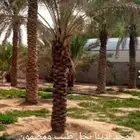 سلام عليكم ورحمه الله يوجد لدينا نخل طيب ومضمون
