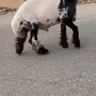 جدع نعيمي صنف فاخر للبيع