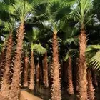 نخل واشنطني