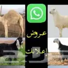 المواشي اغنام ولابل
