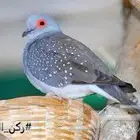 يمام ماسي