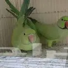 ببغاء دره