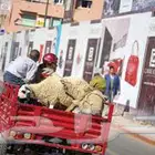 نقل اضاحي العيد