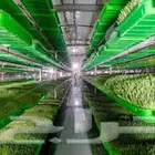 شعير مستنبت صافي