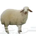 6-Months and Above Healthy Livestock Sheep