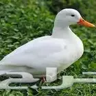 تعلن مزارع أرنوبي بفضل الله وتوفيقه عن توفر بط بكيني شحم لحم