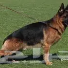 كلب ذكر جيرمن شولاين