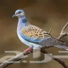 طير مهاجر