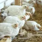 مطلوب دجاج لاحم